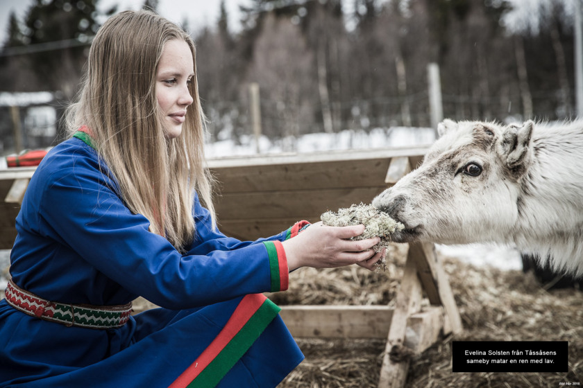 Evelina Solsten från Tåssåsens sameby matar en ren med lav. Bilden är tagen 2018.